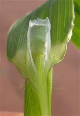  Ligule